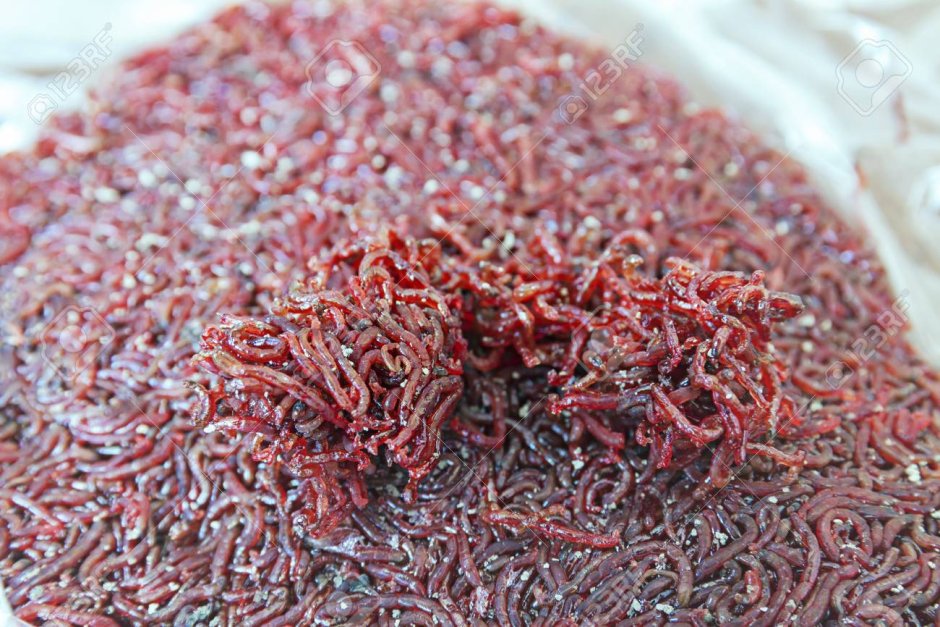 Кольчатая червяга