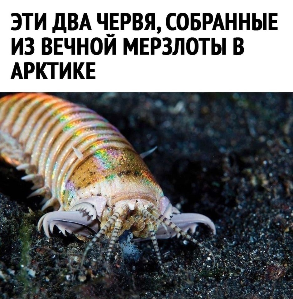 Рыбка Акантофтальмус Кюля