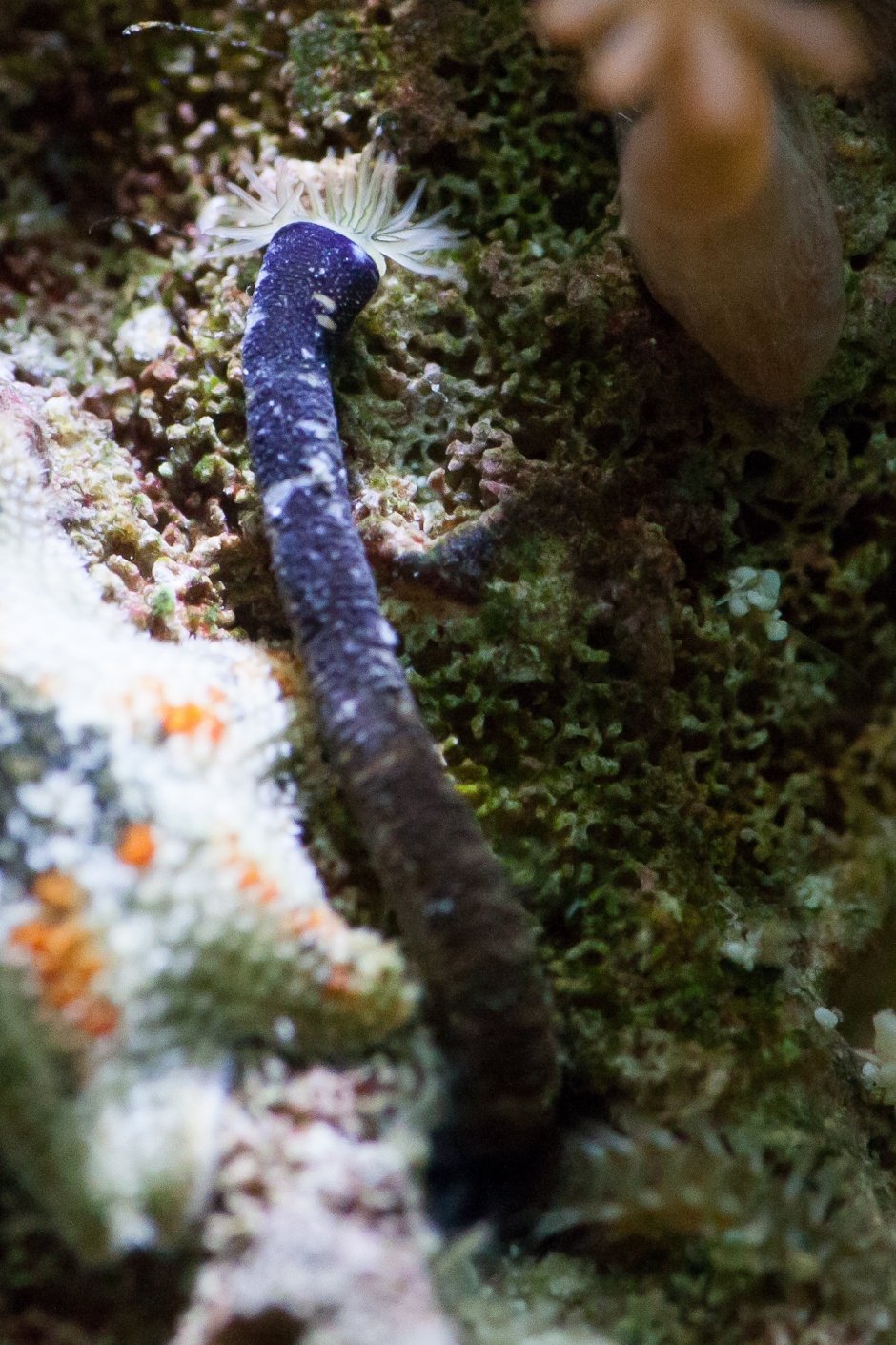 Улитка Priotrohatella stellata