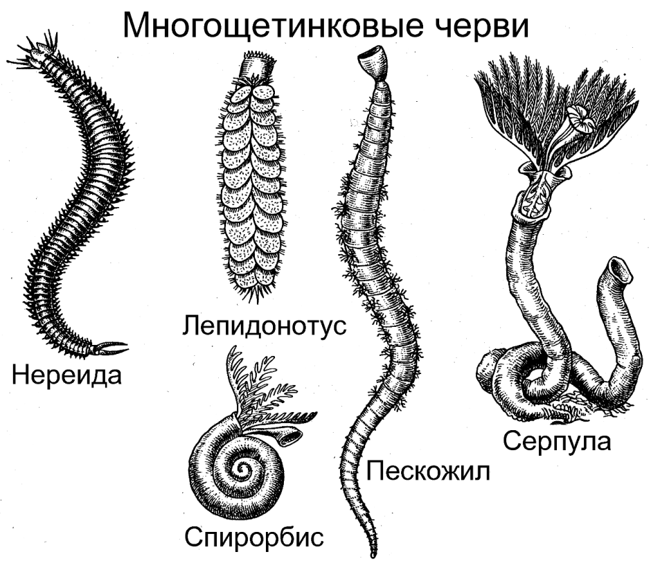 Маленькие прозрачные червячки