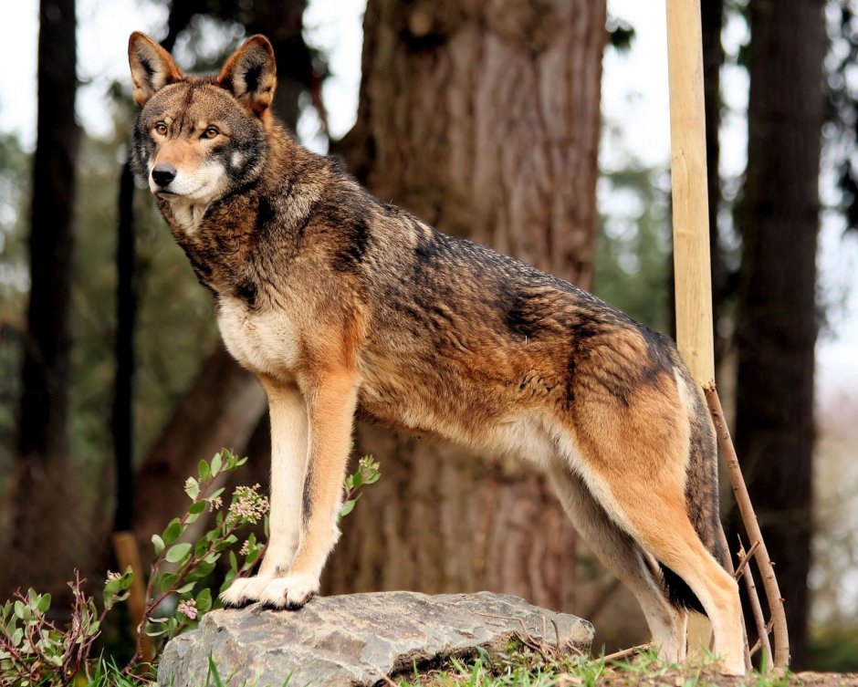 Волк canis Lupus