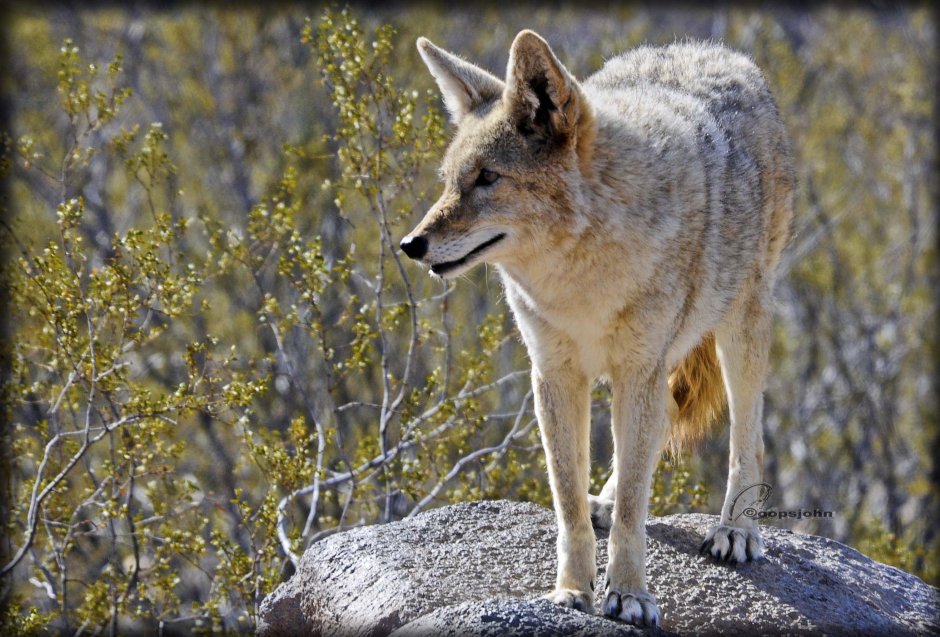 Луговой волк canis Latrans