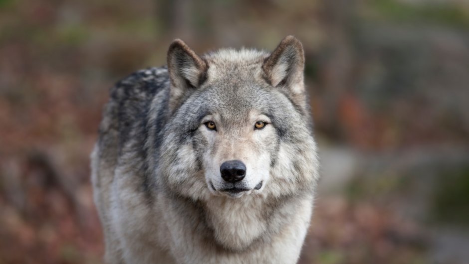 Wolves of the Kaiser