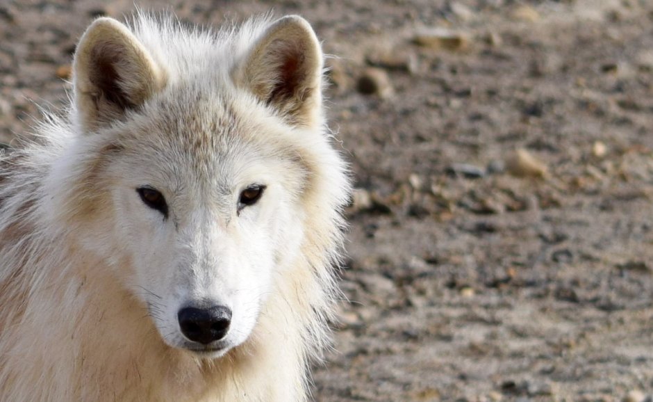 Canis Lupus arctos