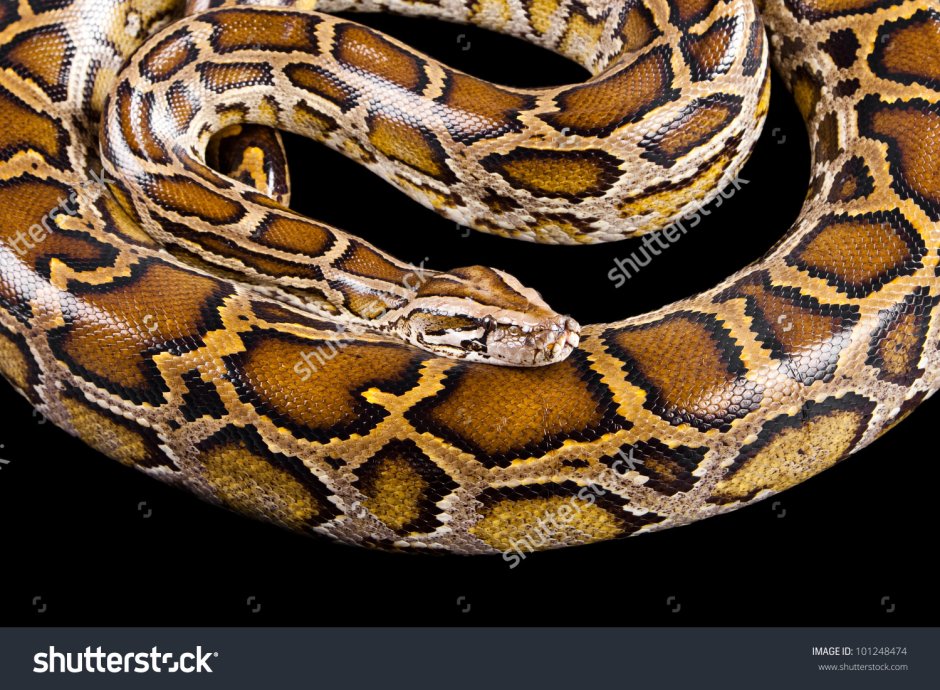 Python molurus bivittatus