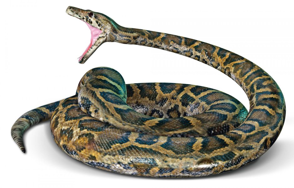 Python bivittatus