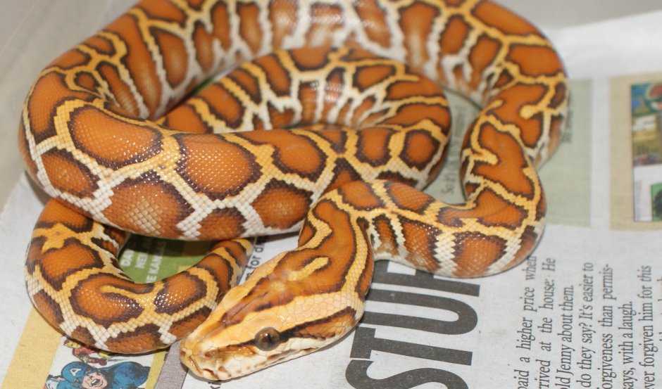 Python in pictures