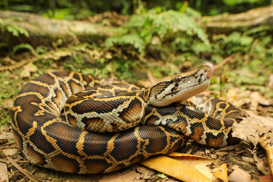 Python molurus pimbura