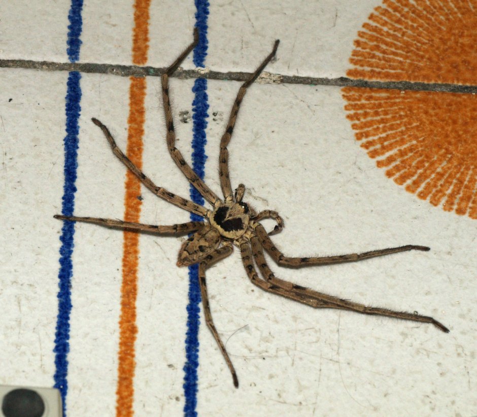 Heteropoda пауки