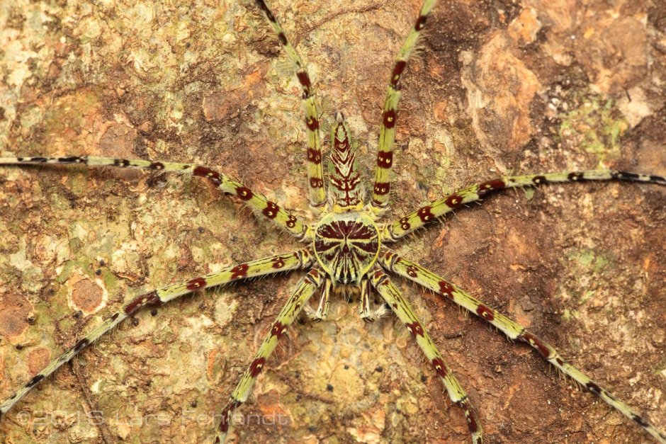 Heteropoda lunula
