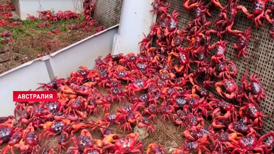 Красные Крабы острова Рождества