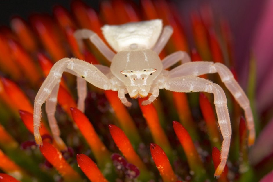 Thomisus spectabilis