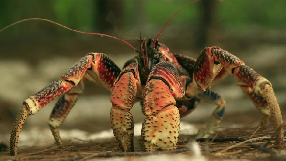 Giant Coconut Crab