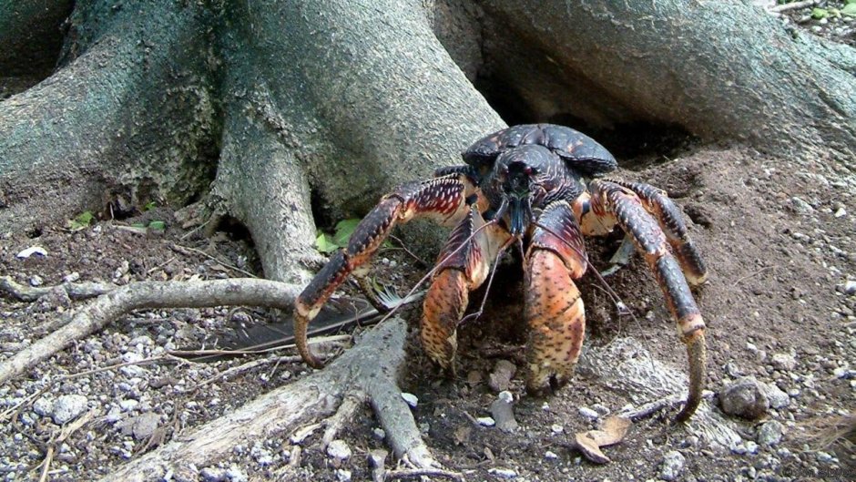 Австралийский пальмовый паук