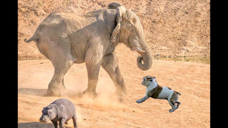Гиппопотам против слона