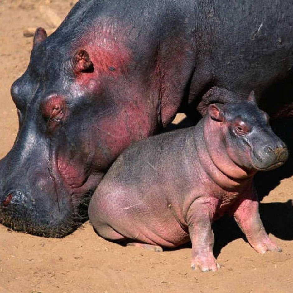 Крокодил нападает на слона