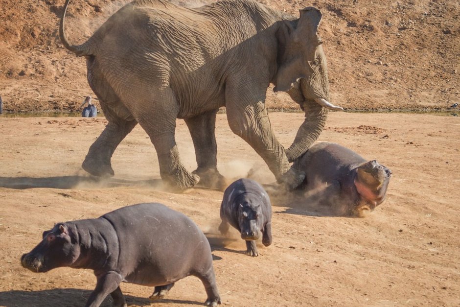 Бегемот против Льва слона крокодила
