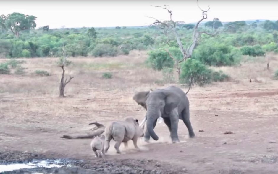 Борьба слонов