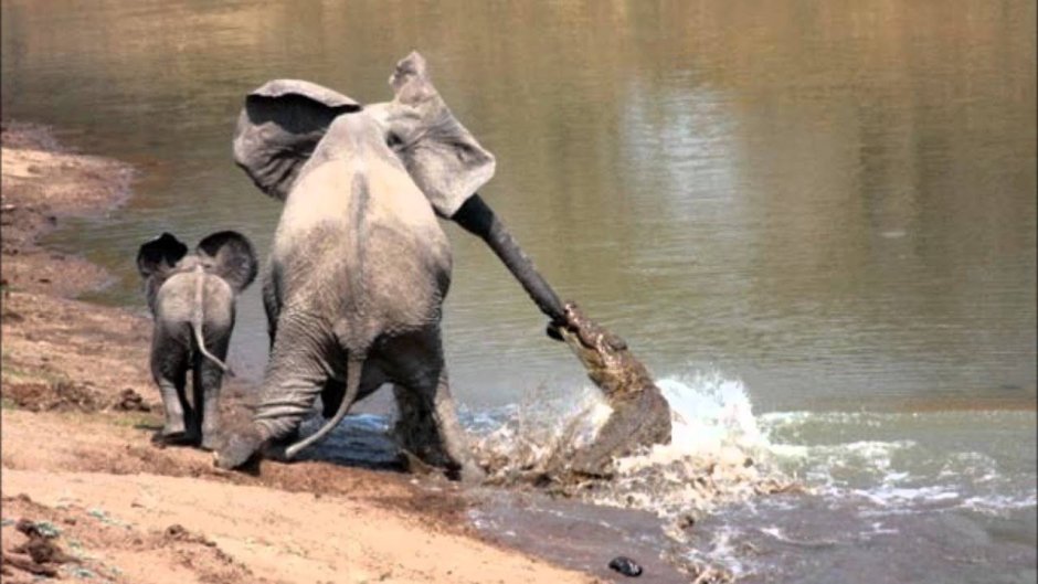 Слон против Львов, крокодилов, Носорогов...