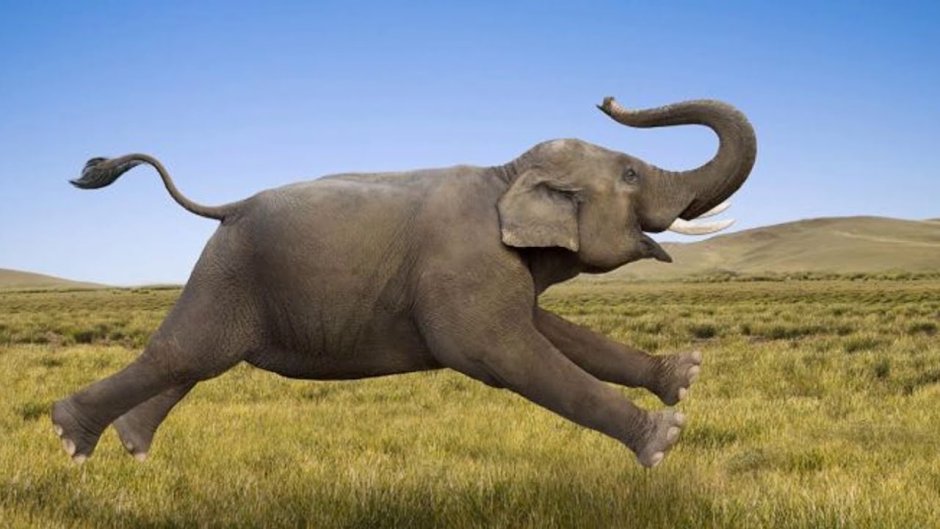 Слоны Веселые