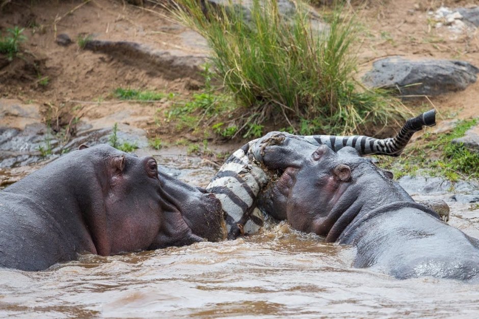 Крокодилы и Бегемоты ненавидят друг друга