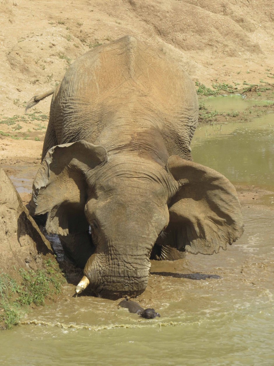 Гиппопотам против слона
