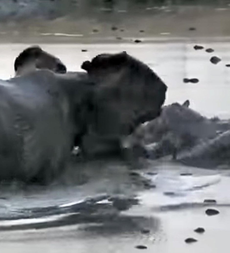 Носорог слон буйвол против тигра