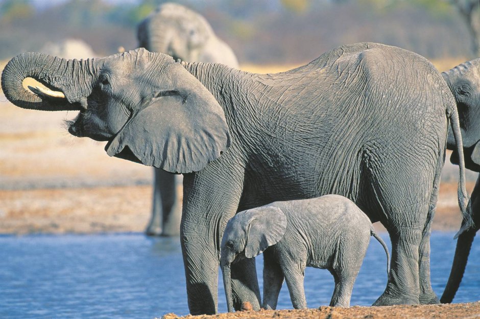 Слон Жираф Бегемот носорог Лев