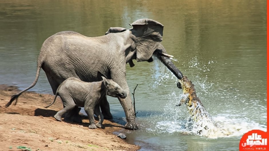 Эфиопия животный мир