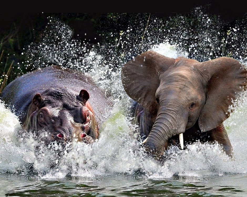 Слон и Бегемот