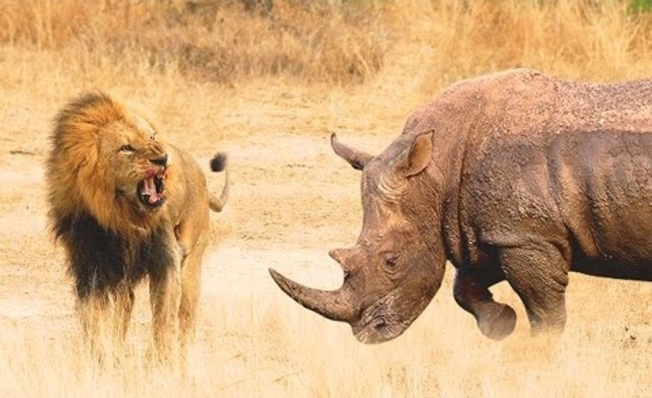 Носорог Бегемот и гиппопотам