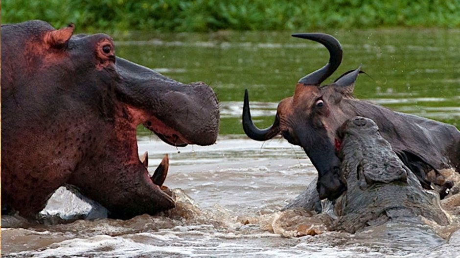 Слоны и Бегемоты