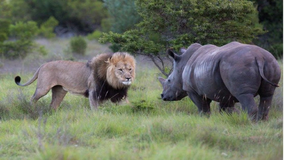 Носорог против бегемота