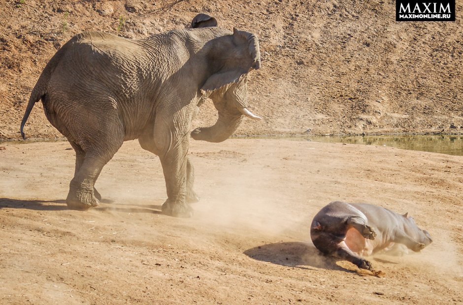 Гиппопотам против слона