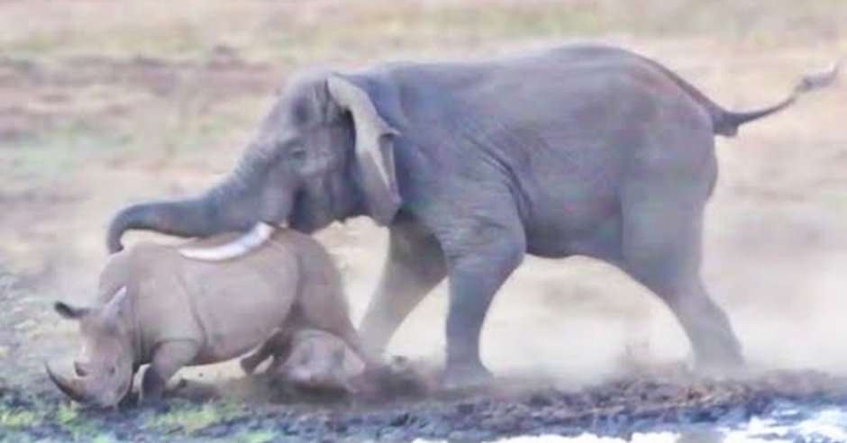 Слон и Бегемот