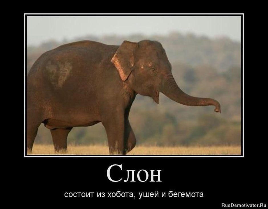 Как перевозят слонов в цирке