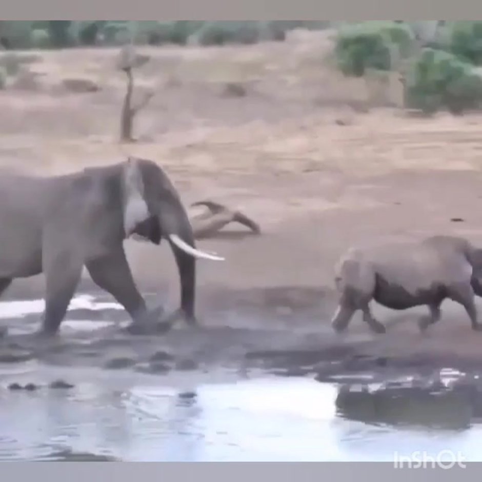 Схватка носорога и слона