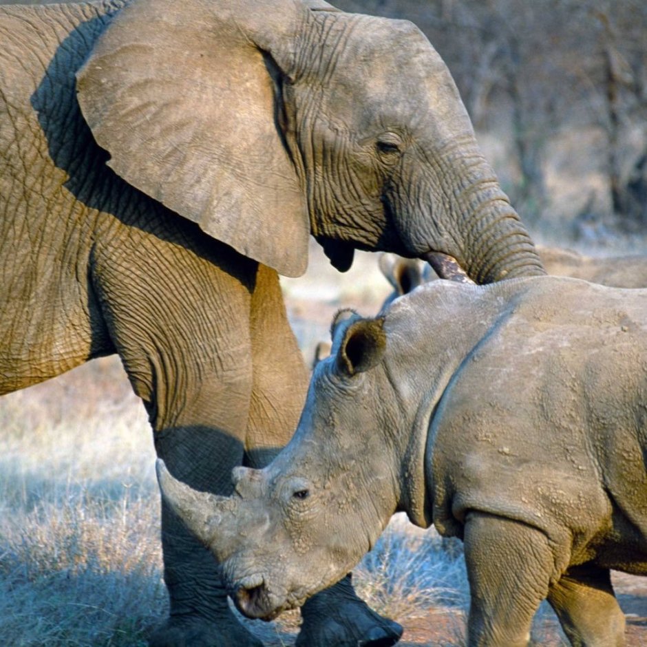 Слон в движении