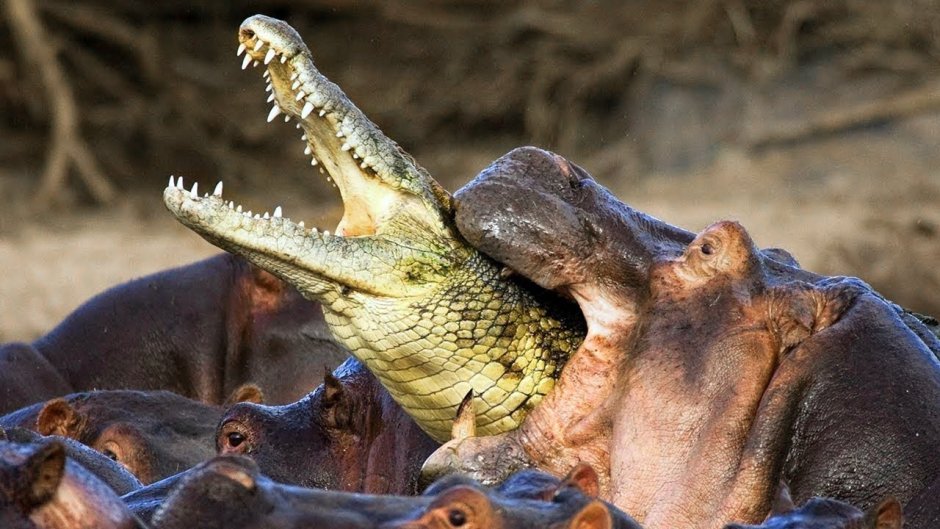 Маленький Бегемотик в воде