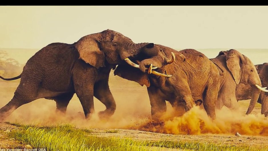 Бегемот нападает на слоненка