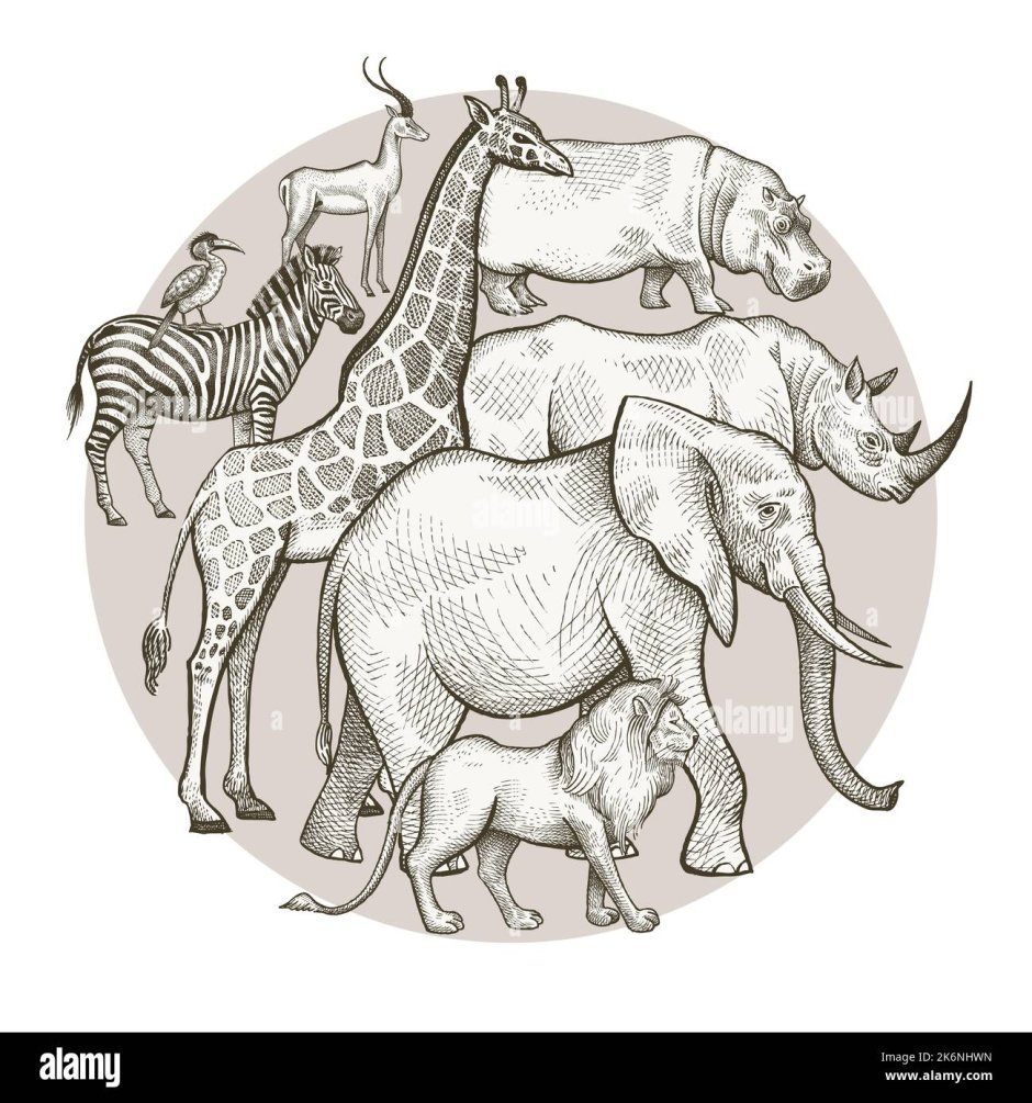 Шутки про слонов