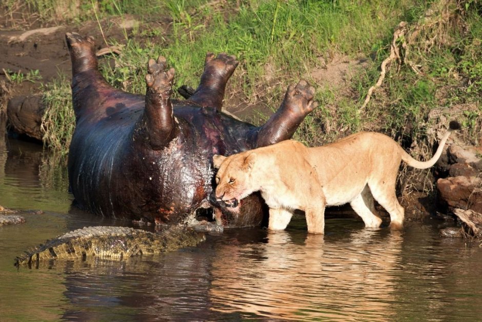 Буйвол против крокодила