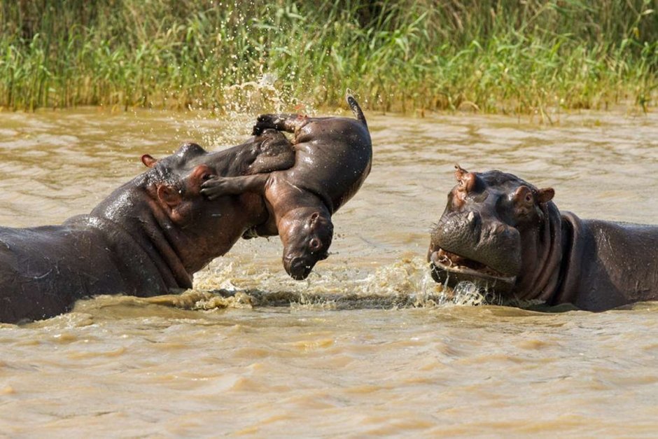 Национальный парк Крюгера носорог