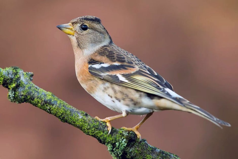 Розовый танагровый певун / Cardellina versicolor