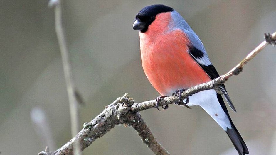 Сибирская чечевица (Carpodacus roseus (Pall.)