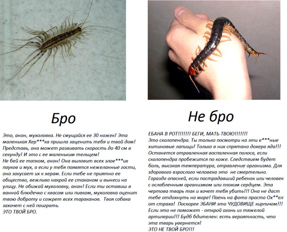 Робот сколопендра