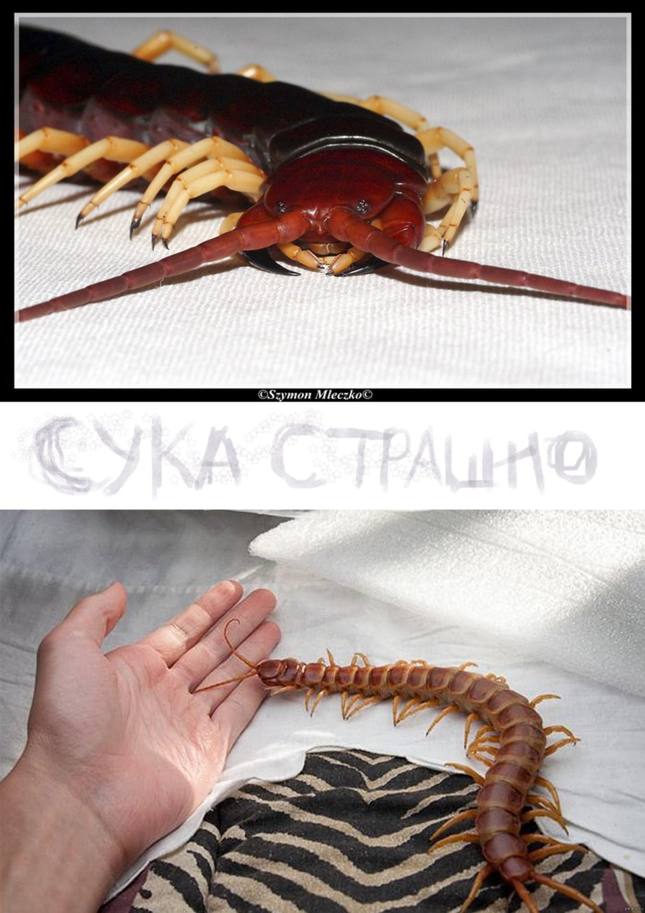 Многоножка насекомое
