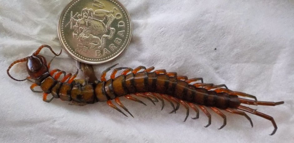 Amazonian giant Centipede