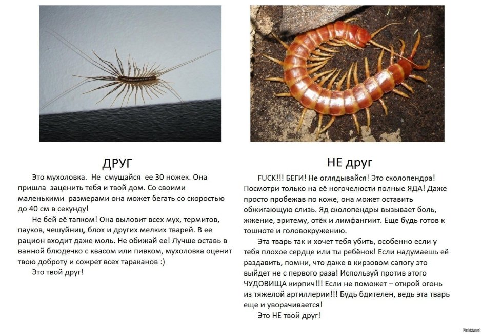 Сколопендра домашняя большая