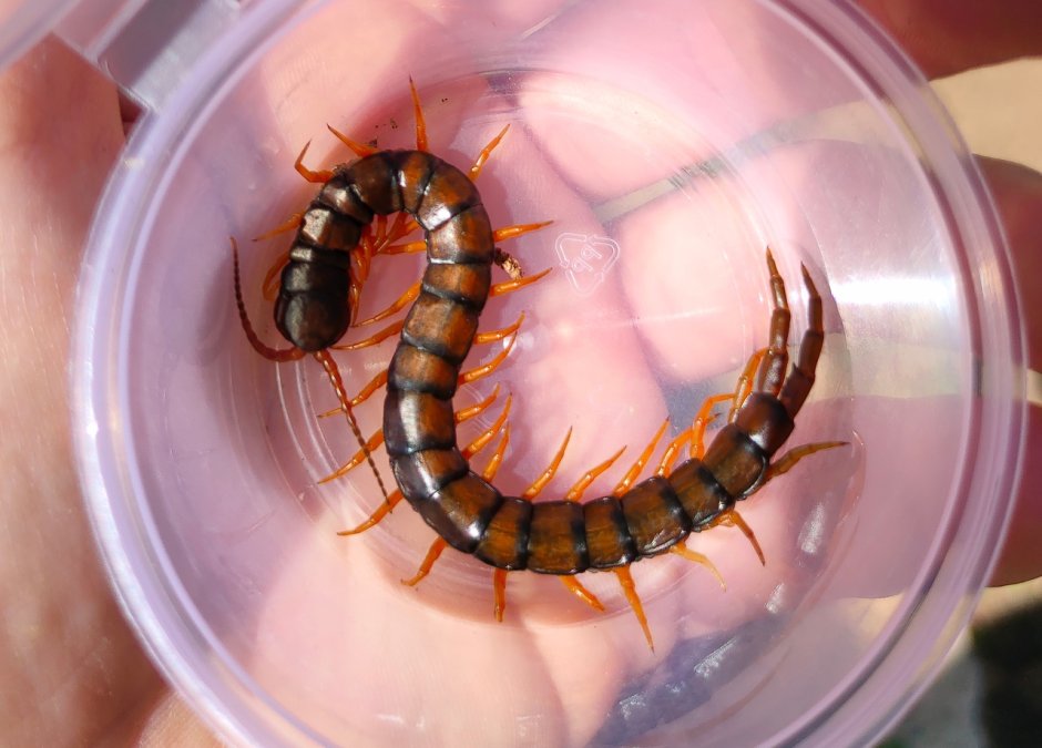 Сколопендра cingulata
